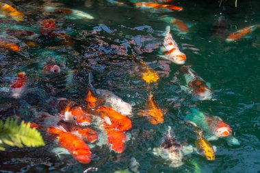 koi fish in pond at Utaradit, Thailand.