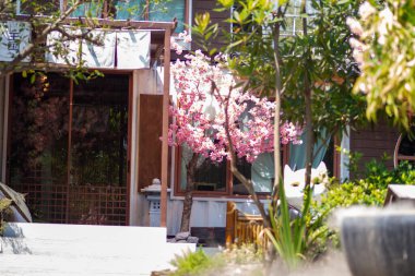  Japon tarzında dekore edilmiş bir kafe atmosferi..