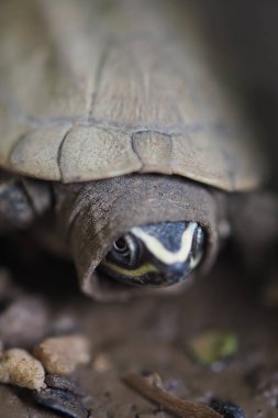 Tayland 'da bebek tatlı su kaplumbağası var.