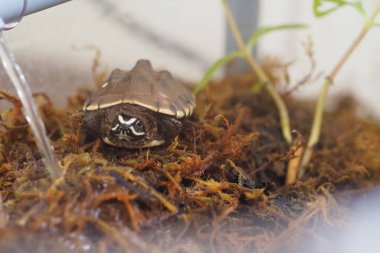 Tayland 'da bebek tatlı su kaplumbağası var.