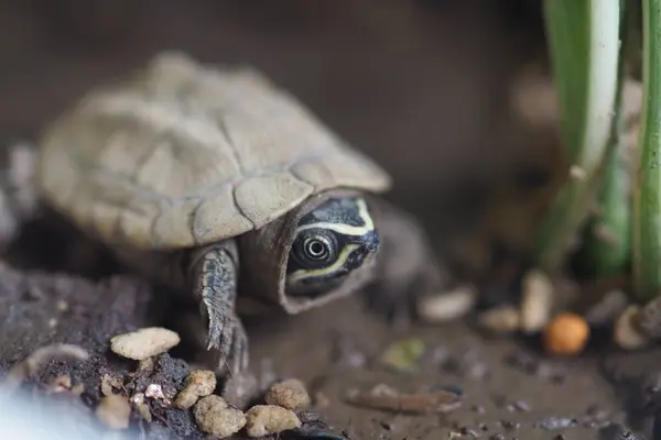Bliska Jest Żółw Słodkowodny Tajlandii — Zdjęcie stockowe