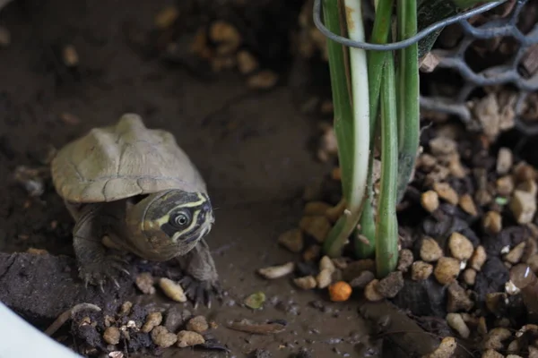 Крупный План Ребенка Пресноводной Черепахи Таиланде — стоковое фото