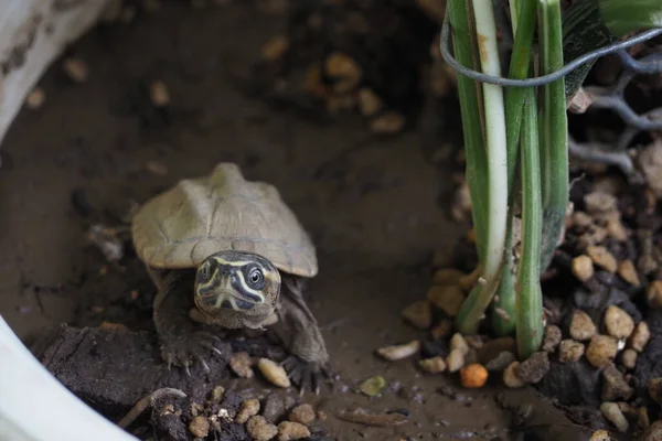 Tæt Baby Ferskvandskildpadde Thailand - Stock-foto