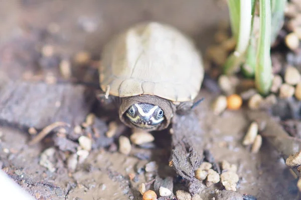 Nærbilde Baby Ferskvannsskilpadde Thailand – stockfoto