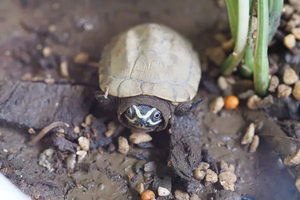 Close Baby Freshwater Turtle Thailand — Stock Photo, Image