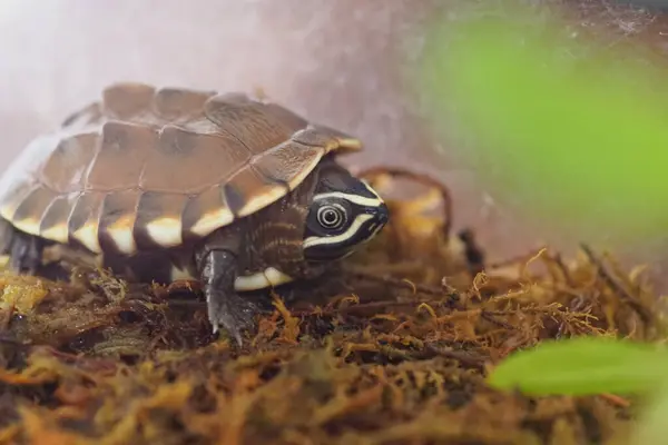 Крупный План Ребенка Пресноводной Черепахи Таиланде — стоковое фото