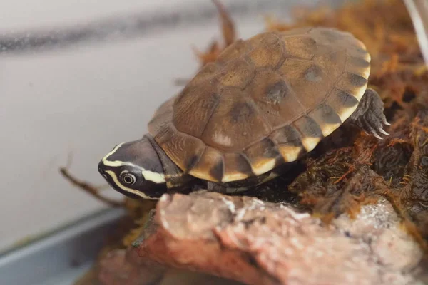 Tayland Bebek Tatlı Kaplumbağası Var — Stok fotoğraf
