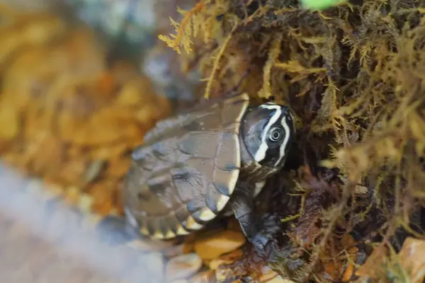 Aus Nächster Nähe Süßwasserschildkrötenbaby Thailand — Stockfoto