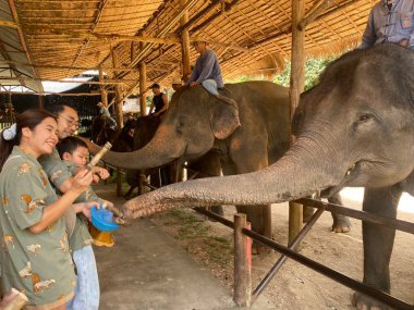 Tayland Fil Koruma Merkezi, Lampang, Tayland - 05 Eylül 2023: Aile ve fil 