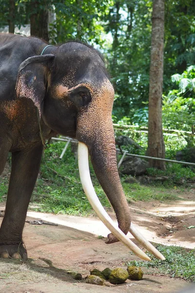 Elefantes Centro Conservación Elefantes Tailandeses Provincia Lampang Tailandia — Foto de Stock
