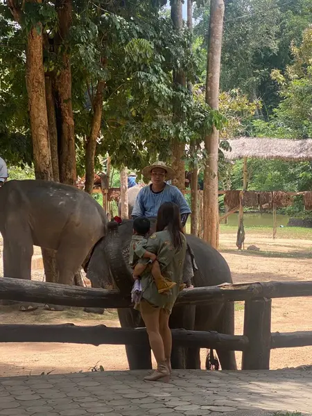 Thai Elephant Conservation Center Lampang Thailand September 2023 Family Elephant — Stock Photo, Image
