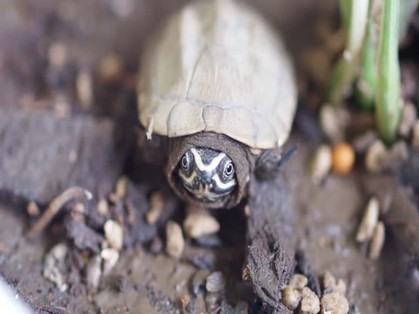 Närbild Baby Sötvatten Sköldpadda Thailand — Stockvideo