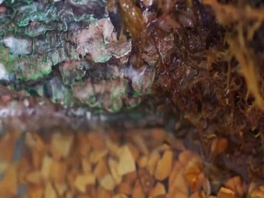 Su kayaların ve otların arasından akıyor.