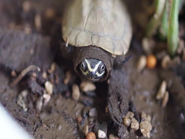 小海龟的特写照片 — 图库视频影像