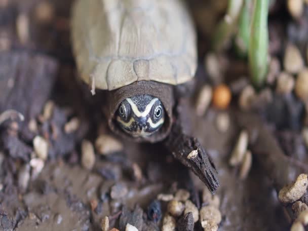 Zbliżenie Zdjęcie Małego Żółwia — Wideo stockowe
