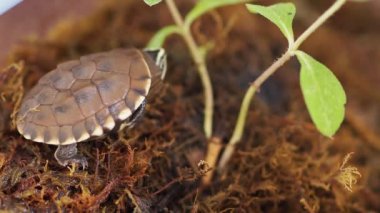 Küçük kaplumbağanın yakın plan fotoğrafı.