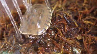 Küçük kaplumbağanın yakın plan fotoğrafı.