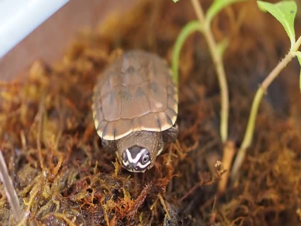 Zbliżenie Zdjęcie Małego Żółwia — Wideo stockowe