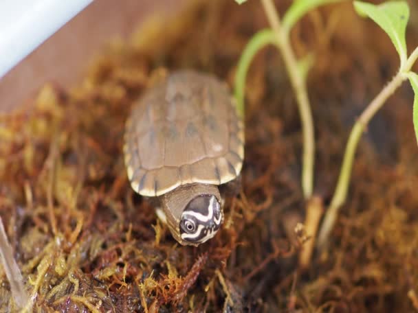 Küçük Kaplumbağanın Yakın Plan Fotoğrafı — Stok video