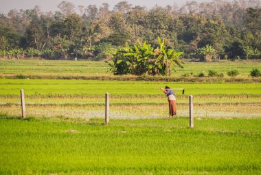 Tarlada otlayan huzurlu koyunlar.