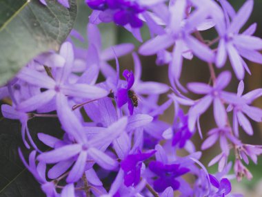 Yakın plan mor çiçek ve arı.