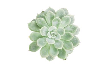 Bir tencerede mor ve sarı çiçekler açan izole olmuş aloe vera bitkisinin kapanışı bahar aylarında bir bahçede güzelliğini sergiliyor.