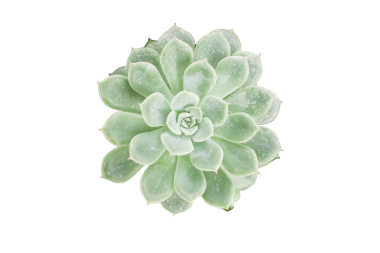 İzole edilmiş, mor ve sarı çiçekli aloe vera bitkisinin kapanışı güzelliğini gözler önüne seriyor.