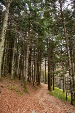Dardagna falls, Lizzano in belvedere, metropolitan city of Bologna, Emilia Romagna