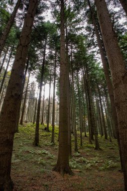 Dardagna falls, Lizzano in belvedere, metropolitan city of Bologna, Emilia Romagna