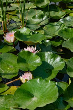 Ducal park of Parma, Emilia Romagna