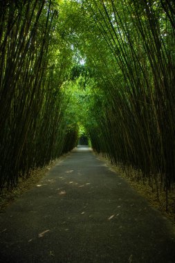 Masone Labyrinth, Fontanellato, province of Parma, Emilia Romagna