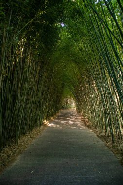 Masone Labyrinth, Fontanellato, province of Parma, Emilia Romagna