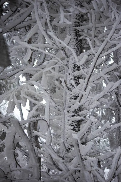 눈덮인 토스카나 — 스톡 사진