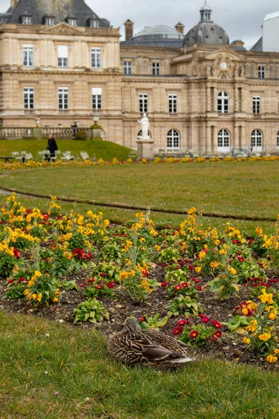 Luxembourg Gardens Città Parigi Francia — Foto Stock