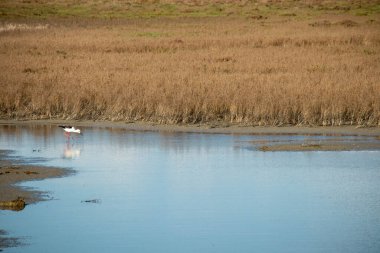 Marcedd Gölü, Oristano ili, Sardunya