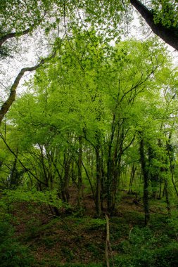 18 köprünün yolu, Sassi di Roccamalatina, Modena ili, Emilia Romagna