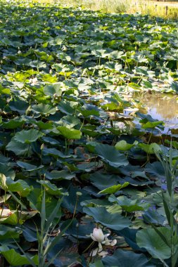 Ravenna Doğal Parkı, Emilia Romagna