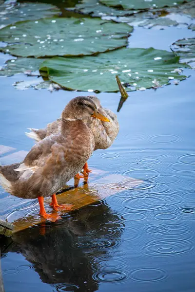 Ravenna Doğal Parkı, Emilia Romagna