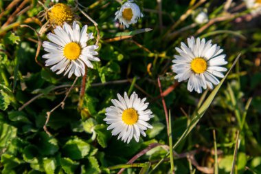 Rocca delle Caminate, Meldola kasabası, Forl-Cesena ili, Emilia Romagna