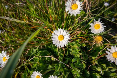 Rocca delle Caminate, Meldola kasabası, Forl-Cesena ili, Emilia Romagna