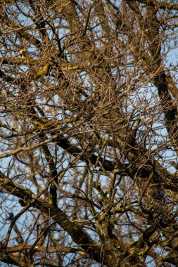 Rocca delle Caminate, Meldola kasabası, Forl-Cesena ili, Emilia Romagna
