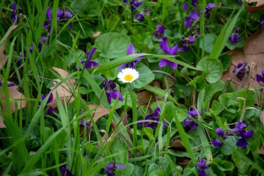 Çiçekler, Forl-Cesena ili, Emilia Romagna