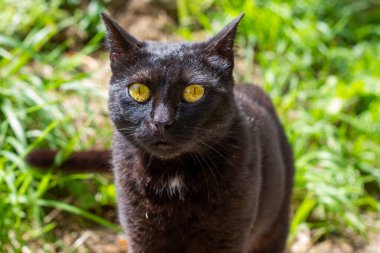 Siyah kedinin portresi