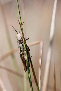 bir böcek makro fotoğraf