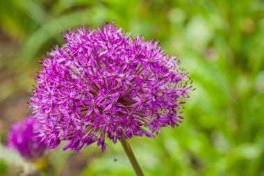 bir çiçeğin makro fotoğrafı