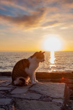 Deniz kenarında gün batımında kedi