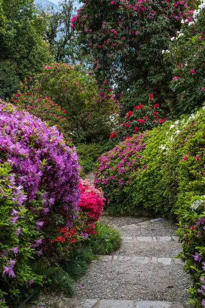 A stone pathway leads through the vibrant garden of Villa Carlotta on Lake Como, filled with blooming azaleas, Italy