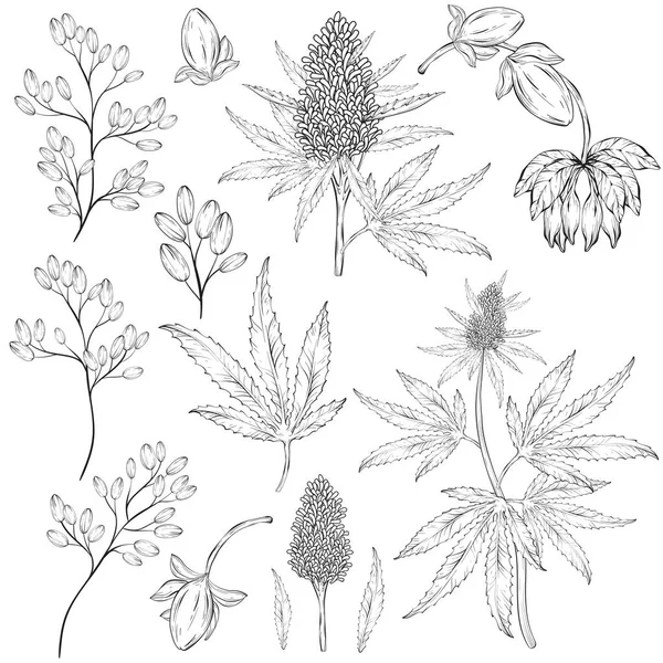 Conjunto Folhas Flores Cannabis Desenhadas Mão Ilustração Vetorial Preto Branco —  Vetores de Stock