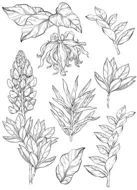 Ylang ylang ve lupine çiçekleri ve vektör klipsi sanatı, botanik çizimler seti. Yeşil yapraklı siyah beyaz çiçekler.