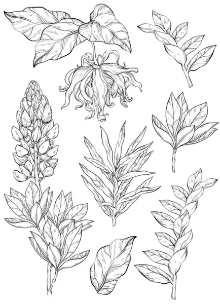 依兰依兰与丁香花和落叶矢量剪贴画 一组植物学图解 带绿叶的黑白野花 — 图库矢量图片